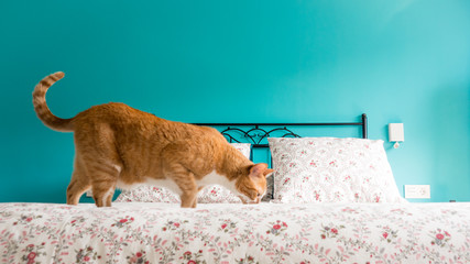 Cat on the bed in blue bedroom