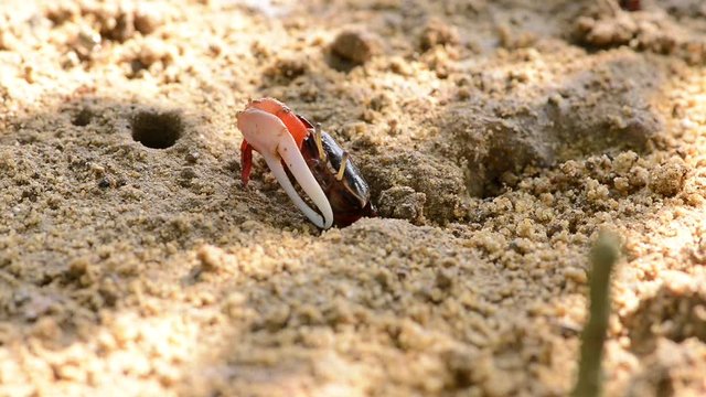 Uca vocans, Fiddler Crab walking in mangrove forest at Phuket beach, Thailand