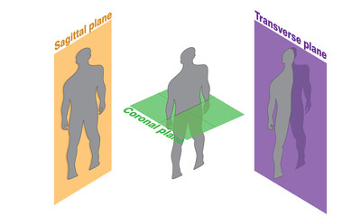 Vector illustration of the anatomical planes of body section. Sagittal, coronal and transverse planes.