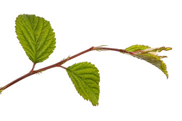branch of felt cherry with green leaves on a white background