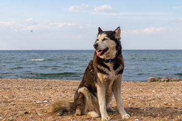 A husky dog sits on the sand, on the beach and looks.