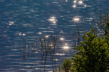 Grass on the shore of the reservoir close-up on the background of the water surface with reflections from the rays of the setting sun in summer.