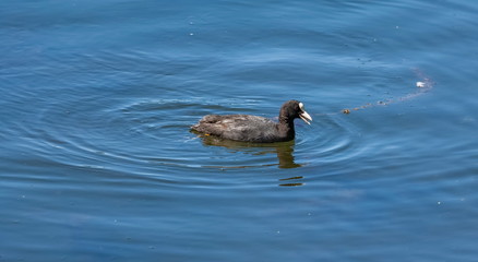 Coot bird (water chicken) close-up on the water surface of a reservoir in summer