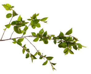 branch of felt cherry with green leaves on a white background