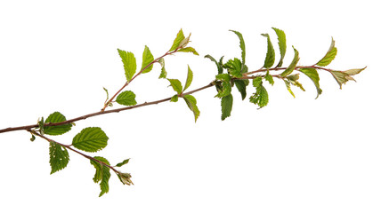 branch of felt cherry with green leaves on a white background