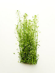 Shepherd's purse herb