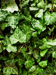 Fototapeta premium Ivy on white