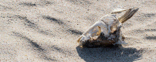 dried fish skeleton lying on the sand