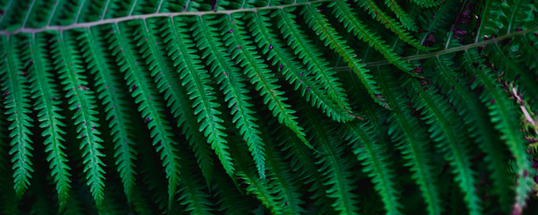 green leaves, abstract flora texture