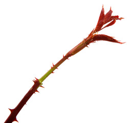 young sprout of a rose bush with leaves on a white background
