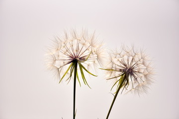 dandelion on a white background