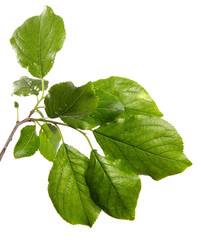 plum tree branch with green leaves on a white background