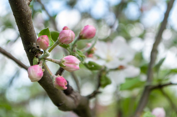 buds of apple flowers close-up on white apple flowers background. spring apple blossom in blooming garden.