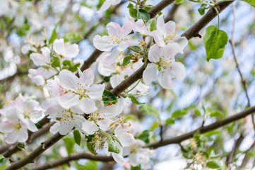 apple flowers close-up. spring apple blossom in blooming garden. stem blossoming branch of white apple flowers