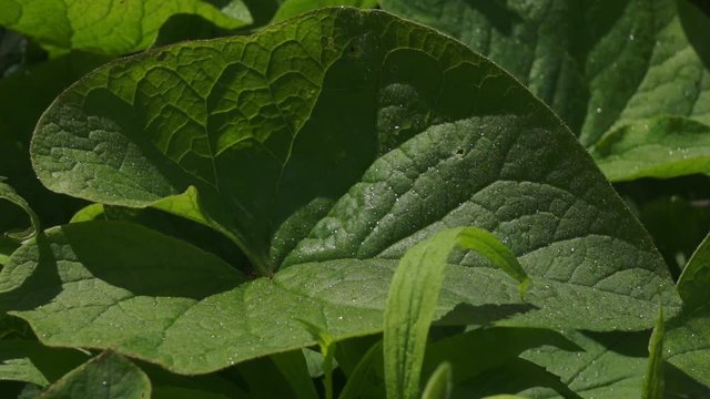 A splash of water dampened a large burdock. Watering leaves