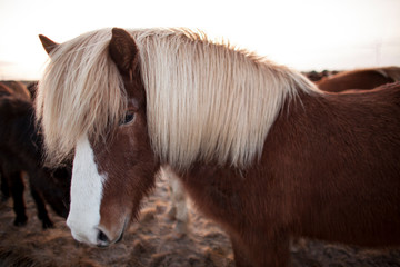 Icelandic horse © Michał Jakóbiak