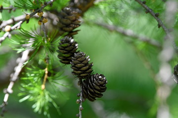 green leaves, spring, tree, green background, summer, birch, pine cone, cones,