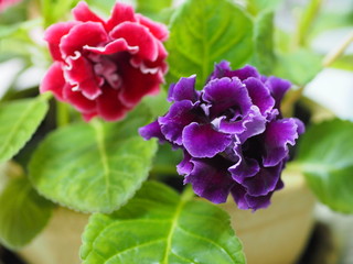 African violet Saintpaulias Gesneriaceac purple and red flower blooming in garden on nature background