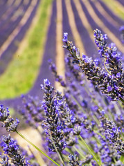 Naklejka premium Provence, Lavender field at sunset, Valensole Plateau in July