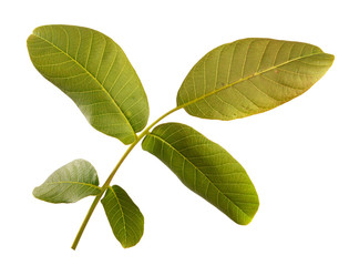 walnut branch with green leaves on a white background