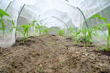 網のトンネルで育つ家庭菜園のトウモロコシ