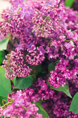 Violet spring fresh lots of lilac flowers texture and green leaves. Pattern of blossom. Free copy space for text