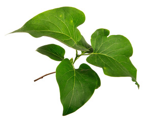 Fototapeta premium lilac bush branch with green leaves on a white background