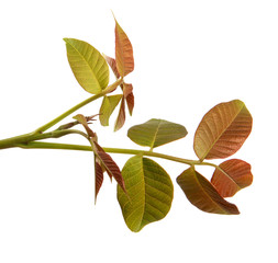 walnut branch with green leaves on a white background