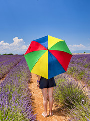 Back view of womanr looking at lavender meadow in summer season, female holding colorful umbrella