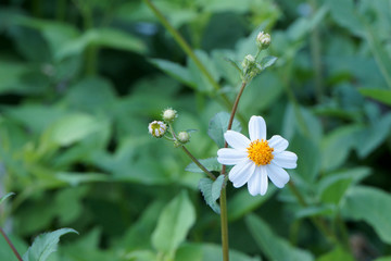 Beauty of bidens pilosa flower in the morning