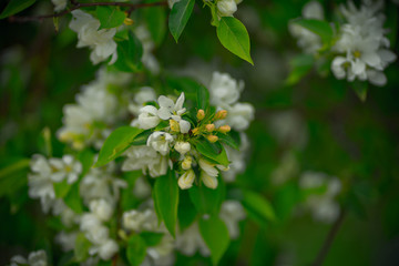 apple tree in flowers and buds