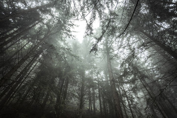 A foggy day inside an Italian mountain coniferous forest