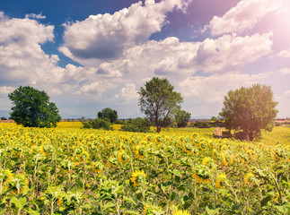 Amazing yellow colors of a French sunflowers meadow in summer season