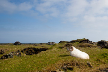 Icelandic sheep © Michał Jakóbiak