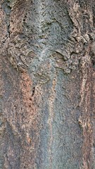 Tree bark grey brown gnarled weathered portrait