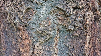 Tree bark grey brown gnarled weathered landscape