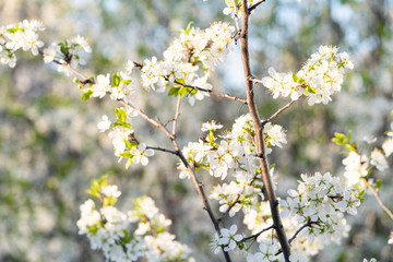 Shining plum tree. The leaves of the tree bloom in warm weather.