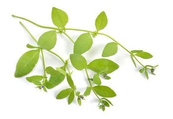 Asperugo procumbens, known as madwort or German madwort. Isolated