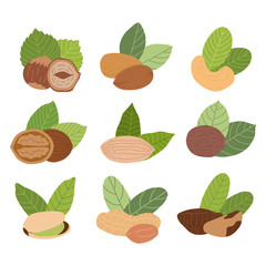 Isolated vector set of nuts on white background: peanuts, walnut, cashews, walnuts, hazelnuts, pistachio, almonds. Hand-drawn cartoon illustration. 