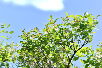 Fototapeta premium flowers are blooming, blooming garden, blooming tree, blooming branches, background, flowers, white pink flowers, spring, green leaves