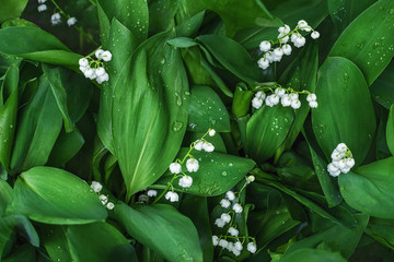 Lily of the valley flowering field. Convallaria majalis beautiful flowers. Spring texture and background