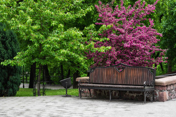 Wooden bench under blossoming pink apple tree in the park on spring day. Beautiful colorful landscape