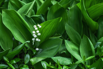 Lily of the valley flower. Convallaria majalis. Spring background