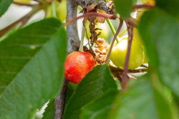 view of an unripe cherry tree, naturally grown without pesticides.