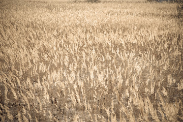 Fototapeta premium luminous grass