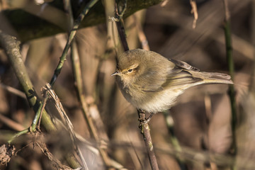Common chiffchaff (Phylloscopus collybita)
