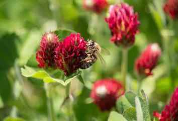 Biene auf rotem Klee © Aloisia
