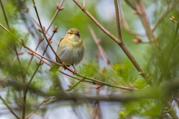 Common chiffchaff (Phylloscopus collybita)