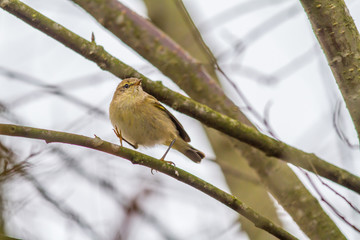 Common chiffchaff (Phylloscopus collybita)