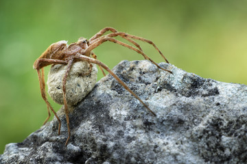 Image of a wolf spider with the cocoon 